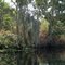 Zigzag Canal, Blue Cypress Lake