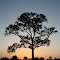 Pine Tree Silhouette
