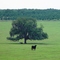 cow & oak in valley with orange trees in distance, rural Polk County (5-2008)