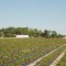 Strawberry Fields at U-Pick Strawberry, Lake Buffan Road W, Fort Meade, FL