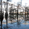 Cypress Trees on Lake Norris Shore
