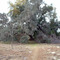 Large Oak in the Fields