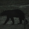 Fla. Black Bear in our yard