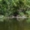 Alligators along the Wekiva