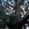 Mossy Tree