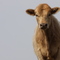 Mooooooooooooo!