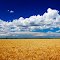 Waves of Grain