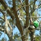 Panola Mtn. Tree Climbs