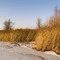 Mallard Lake Forest Preserve (February 2009)
