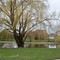 Willow Tree