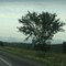 Tree at 264