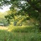 Native Oak Savanna in Rochester Cemetery