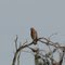 Red Shouldered Hawk in tree on Rte. 70