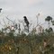 Scrub Jay
