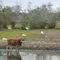 Woodstorks and Cattle