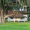 classic Florida style cracker house with huge Live Oak, Sumterville Fla (6-2009)
