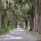 canopy road, fortune teller rd, Bevilles Corner, Florida (8-2004)