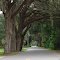 canopy road, one of many in Sumter County, Webster Fla (8-13-2011)