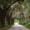 canopy road, one of many in Sumter County, Sumterville Fla (8-13-2011)