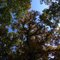 Woodland Oaks
