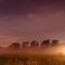 Foggy Night