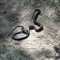 mosican eating a black snake