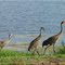 GRAY CRANE FAMILY.