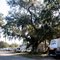 Spanish Moss on the Oaks