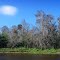 Peace River Landscape, Florida