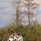 The Fiddler - remnants of Hurricane Charlie, Peace River, Florida