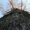 GIANT ZYPRES TREE
