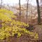 Autumn trail @ Little Grand Canyon Park