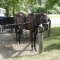 Amish Horsey