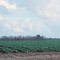 Collard production near Berlin