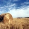 Harvest......(1622394350)
