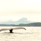Afognak humpback