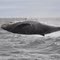 Breaching Humpback Whale