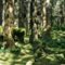 Spruce Island forest