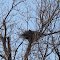 Great horned owl on nest