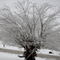 2009 Ice storm in Mt.Sterling, Ky.
