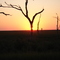 Sunset with Mesquitos