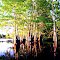 LITTLE LAKE. LOUISIANA, UNITED STATES-RYDOJ-1855