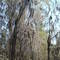 Spanish Moss