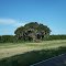 ancient oak