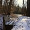 Cox's Woods in January