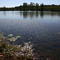 Young's Creek wetland
