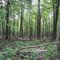 Woods