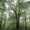 Giant Trees