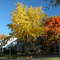 Autumn in the streets