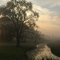 Foggy Morning Stream